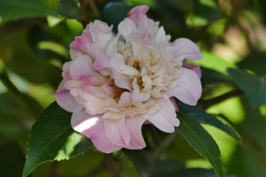 Camellia japonica High Fragrance                  